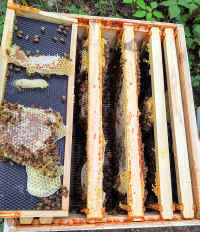 Bees_20210710_01.jpg (243437 bytes)