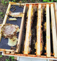 Bees_20210710_02.jpg (261258 bytes)