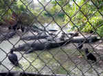 fl_gatorland_18.jpg (1223874 bytes)
