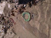 obeach03.jpg (1043727 bytes)