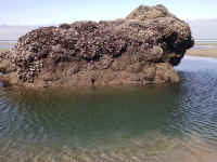 obeach06.jpg (846428 bytes)