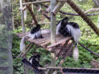 zoo08monkeys.jpg (1055241 bytes)