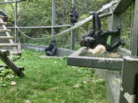 zoo13gorilla.jpg (904902 bytes)