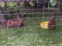 zoo37bobcat.jpg (638640 bytes)