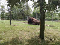 zoo39bison.jpg (1070855 bytes)