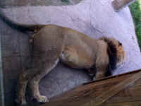 zoo42lion.jpg (641521 bytes)