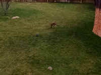 zoo44cheetah.jpg (461715 bytes)