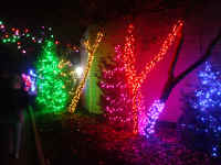 wildlights201702.jpg (503375 bytes)