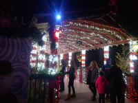 wildlights201706.jpg (508246 bytes)