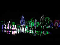 wildlights201707.jpg (309938 bytes)