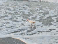 Sanibel04.jpg (107325 bytes)