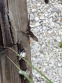 Sanibel06.jpg (77615 bytes)