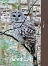 Barred_Owl.jpg (61023 bytes)