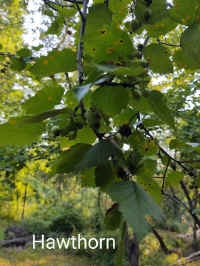 Hawthorn.jpg (150424 bytes)