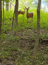 IMG_20200730_213.jpg (149048 bytes)