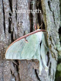 IMG_20200824_200.jpg (154152 bytes)