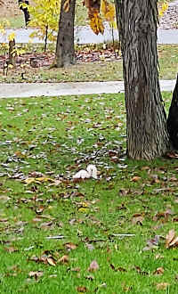 IMG_20201020_209.jpg (146888 bytes)