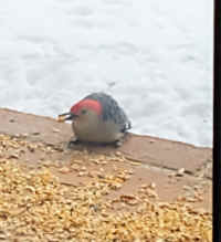 IMG_20210210_205.jpg (63042 bytes)