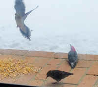 IMG_20210210_206.jpg (76856 bytes)