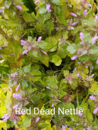 IMG_20210503_106.jpg (177412 bytes)