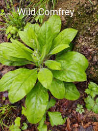 IMG_20210503_111.jpg (221235 bytes)