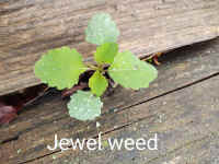 IMG_20210503_112.jpg (197014 bytes)