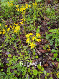 IMG_20210503_113.jpg (274131 bytes)