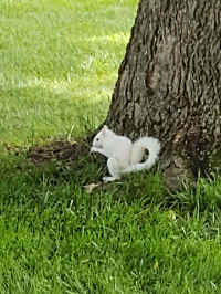 albinosquirrel.jpg (110986 bytes)