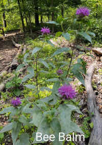 beebalm.jpg (215207 bytes)