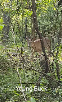 buck_20210519.jpg (166586 bytes)