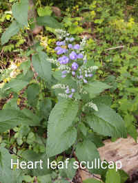 heartleaf.jpg (151808 bytes)