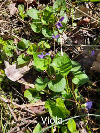 viola.jpg (230013 bytes)