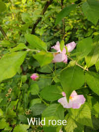 wildrose.jpg (135434 bytes)