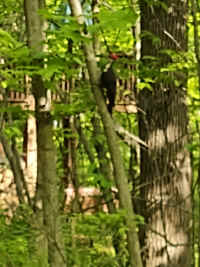 woodpecker_20210519.jpg (90376 bytes)