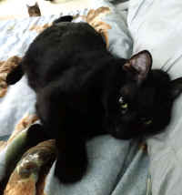 Chessie01.jpg (85364 bytes)