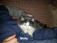Molly.jpg (176650 bytes)