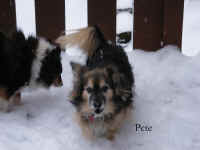 Pete.jpg (124614 bytes)