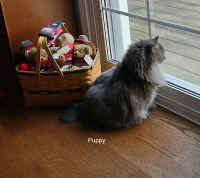 Puppy02.jpg (132702 bytes)