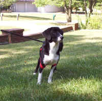 Snoopy.jpg (199204 bytes)